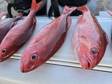 St. Simons Island Report Photo 1