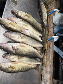 Fishing is awesome right now.