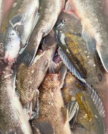 Crab Crunchers are moving in heavily!