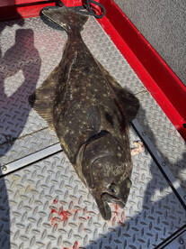 Halibut