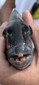 Murrells Inlet Report Photo 1