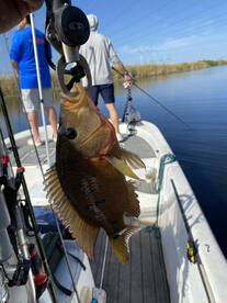 peakcock bass and exotic round up