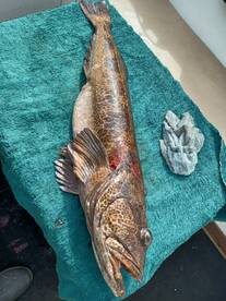 May is the Month for Lingcod