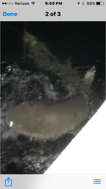 300 lb bull shark made the day