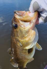 Everglades Fishing report for the Week (