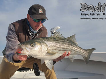 Bass in the shallows