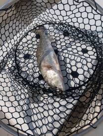 Hatteras Report Photo 2