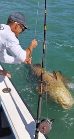 Mahi , Goliath groupers , kingfish , bla