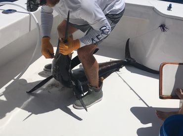 White Marlin release off Boynton Beach