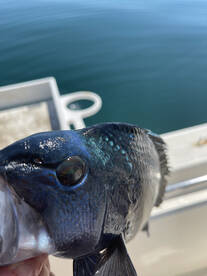 Kick his A** Sea bass, great day of catc