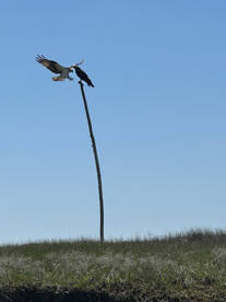 Stone Harbor Report Photo 2