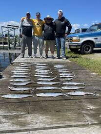 spanish mackerel crazy bite 