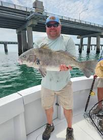 Black Drum and Sheepshead are biting