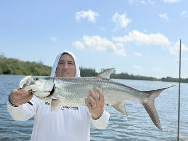 Tarpons and more Tarpons