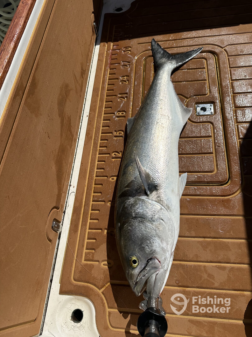 Stone Harbor Report Photo 0