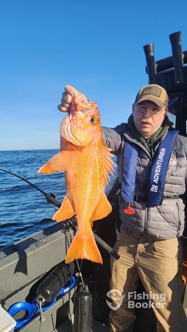 Great size on the Canary rockfish