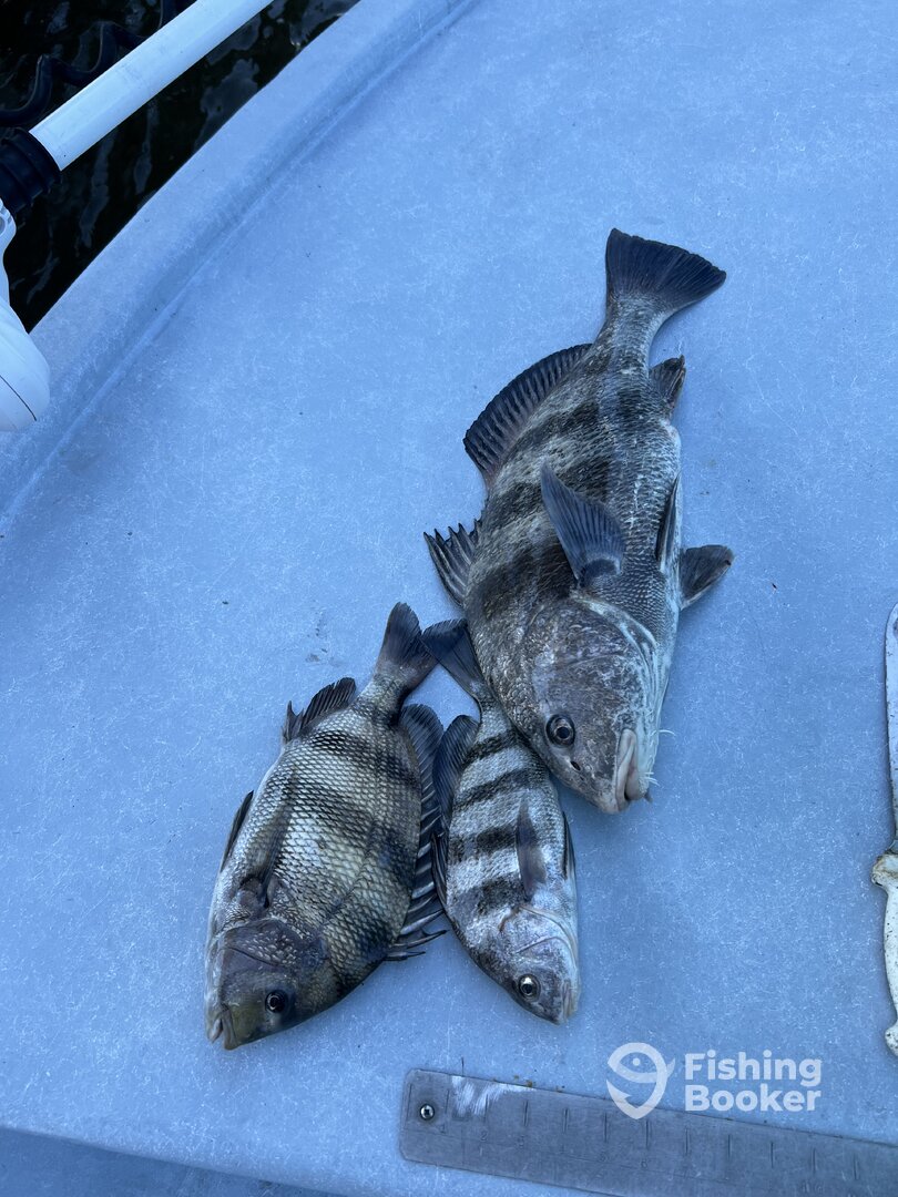 Fort Morgan Report Photo 0