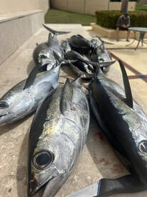 Humacao Report Photo 4