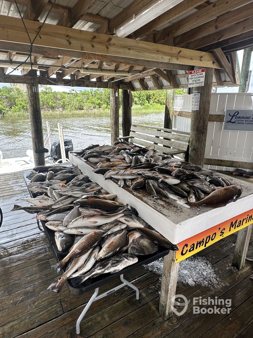 St. Bernard Report Photo 0