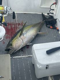 Quepos Report Photo 2