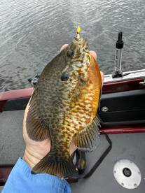 Angry Bluegills return to shallows to Sp