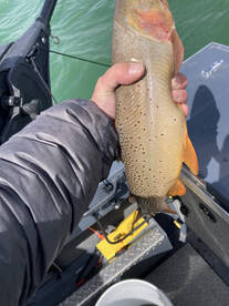 Big Cutties and Splake