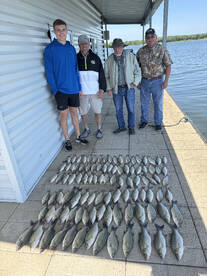 Sand bass(white bass) 100 fish