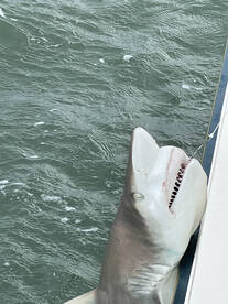 Sharks were on fire  !