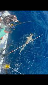 Fort Lauderdale Report Photo 2