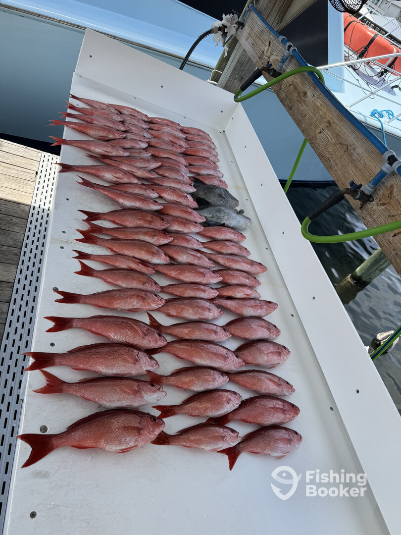 Vermillion Snapper and Triggerfish