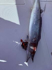 San Jose del Cabo Report Photo 1