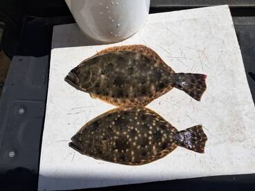 Darien Report Photo 1