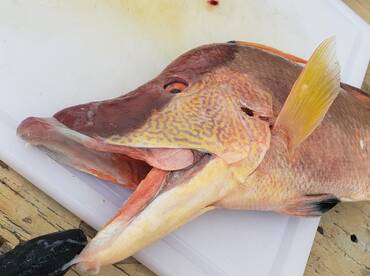 Fort Myers Report Photo 1