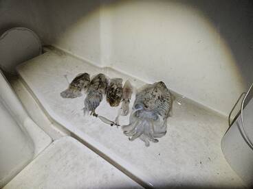 Istria Report Photo 4