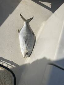 Great day of fishing! 