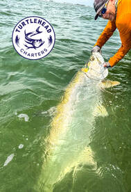 Tarpon Season in Crystal River is insane