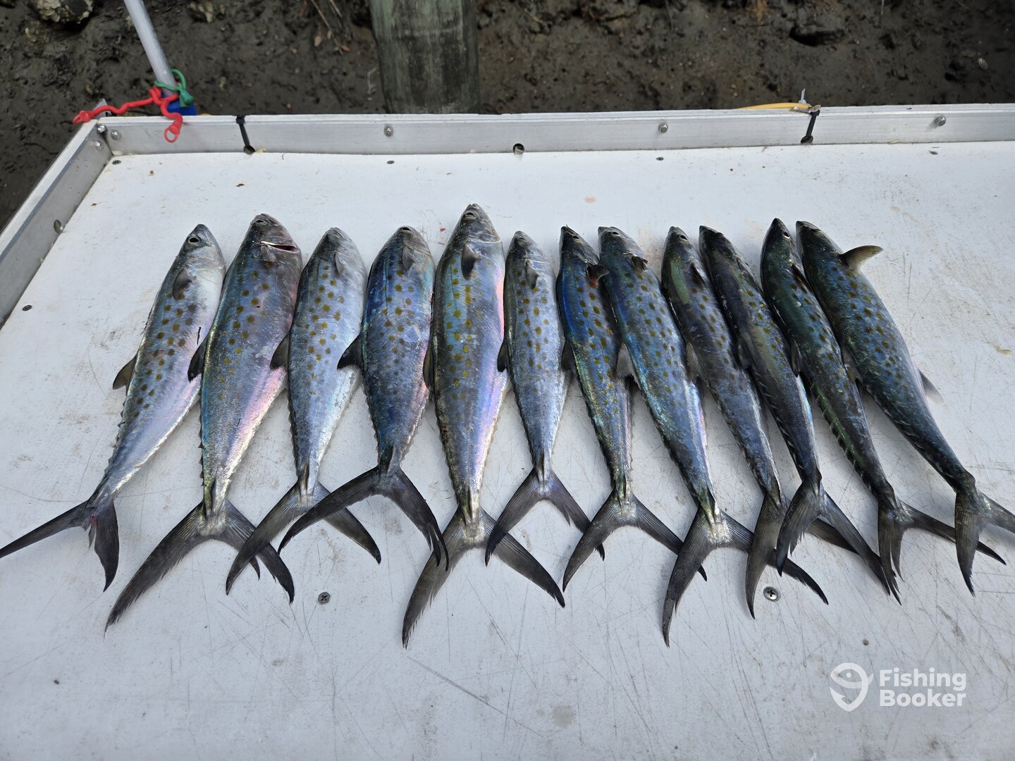 Murrells Inlet Report Photo 0