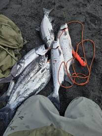 These beautiful fish are fast! 