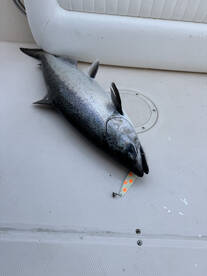 Monster Spring King Salmon!