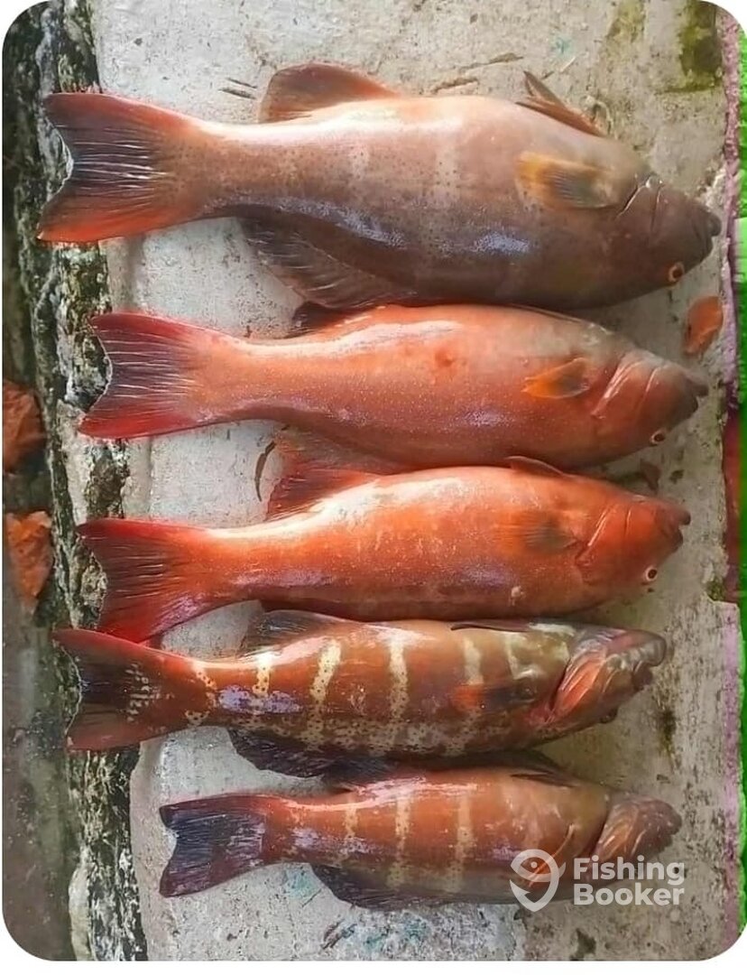 Tubou Report Photo 0