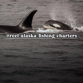 Liquid sunshine and wildlife in Ketchika