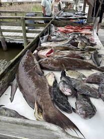 Calabash Report Photo 2