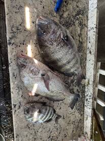 Seaford Report Photo 2