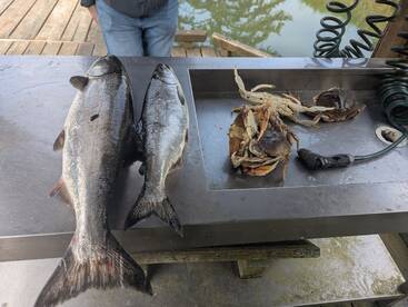 Bring her summer fishing is picking up e