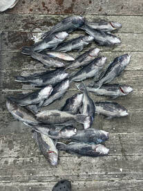 Bottom fishing off to a hot start!