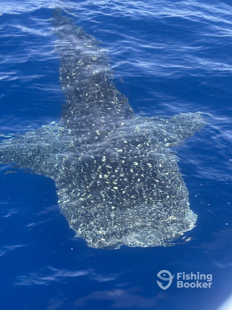 Kailua-Kona Report Photo 0