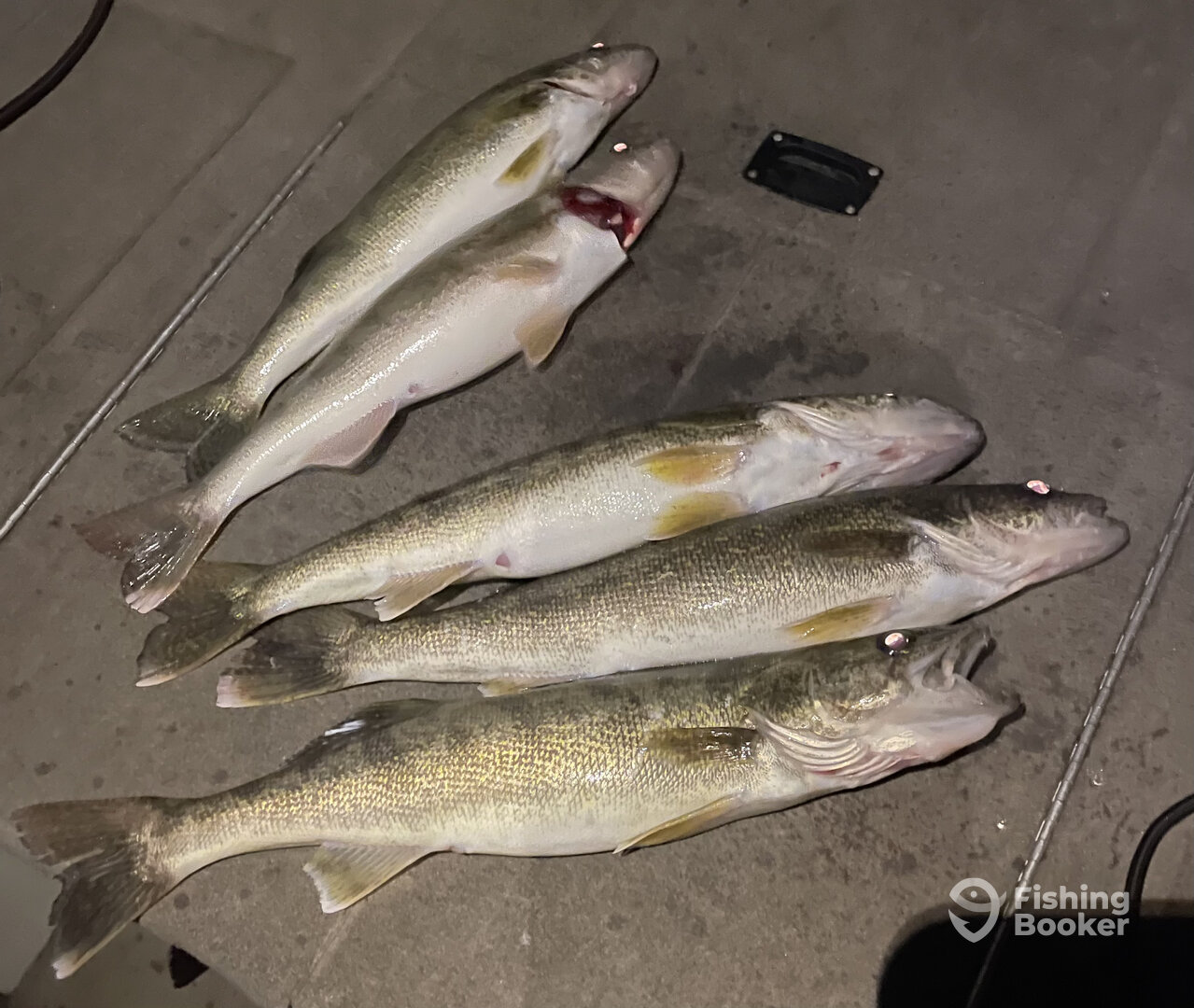 Buffalo Report Photo 0