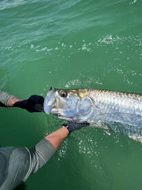 St. Petersburg Report Photo 2