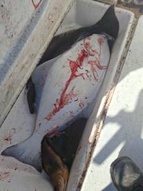 Halibut fishing is extremely productive 