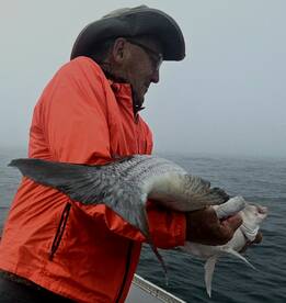 Great spring feed for both bass and fluk